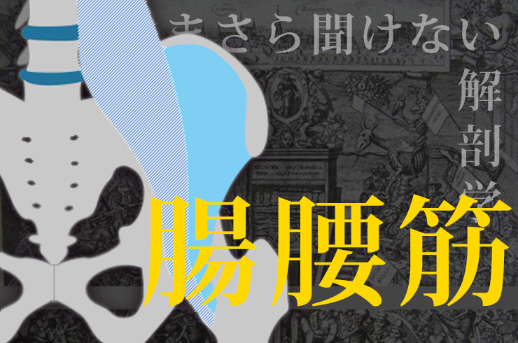 いまさら聞けない解剖学講座 vol.1 腸腰筋