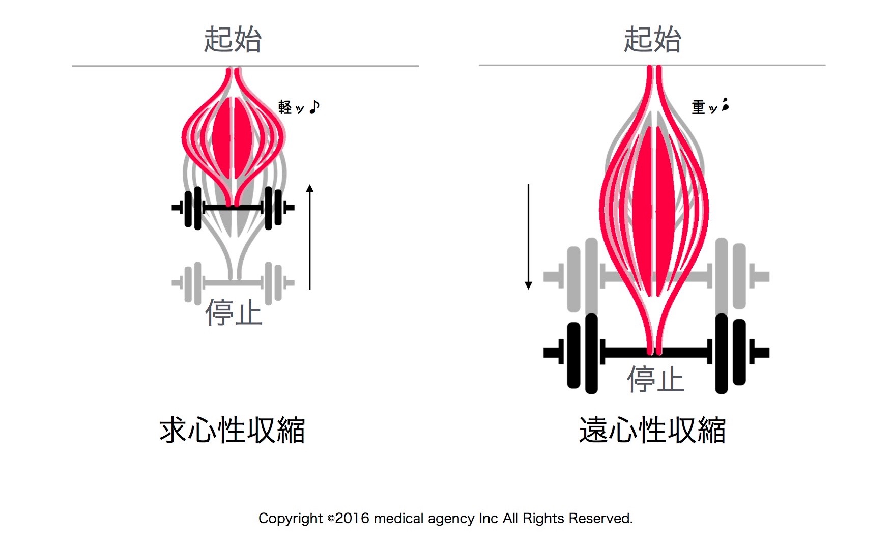 遠心性収縮・求心性収縮・等尺性収縮とエクササイズの生理学