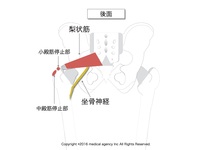 梨状筋の起始・停止を理解して触診・作用をマスターしよう。