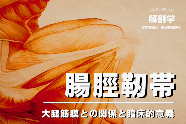 【いまさら聞けない解剖学講座】腸脛靭帯　~ 大腿筋膜との関係と臨床的意義 〜