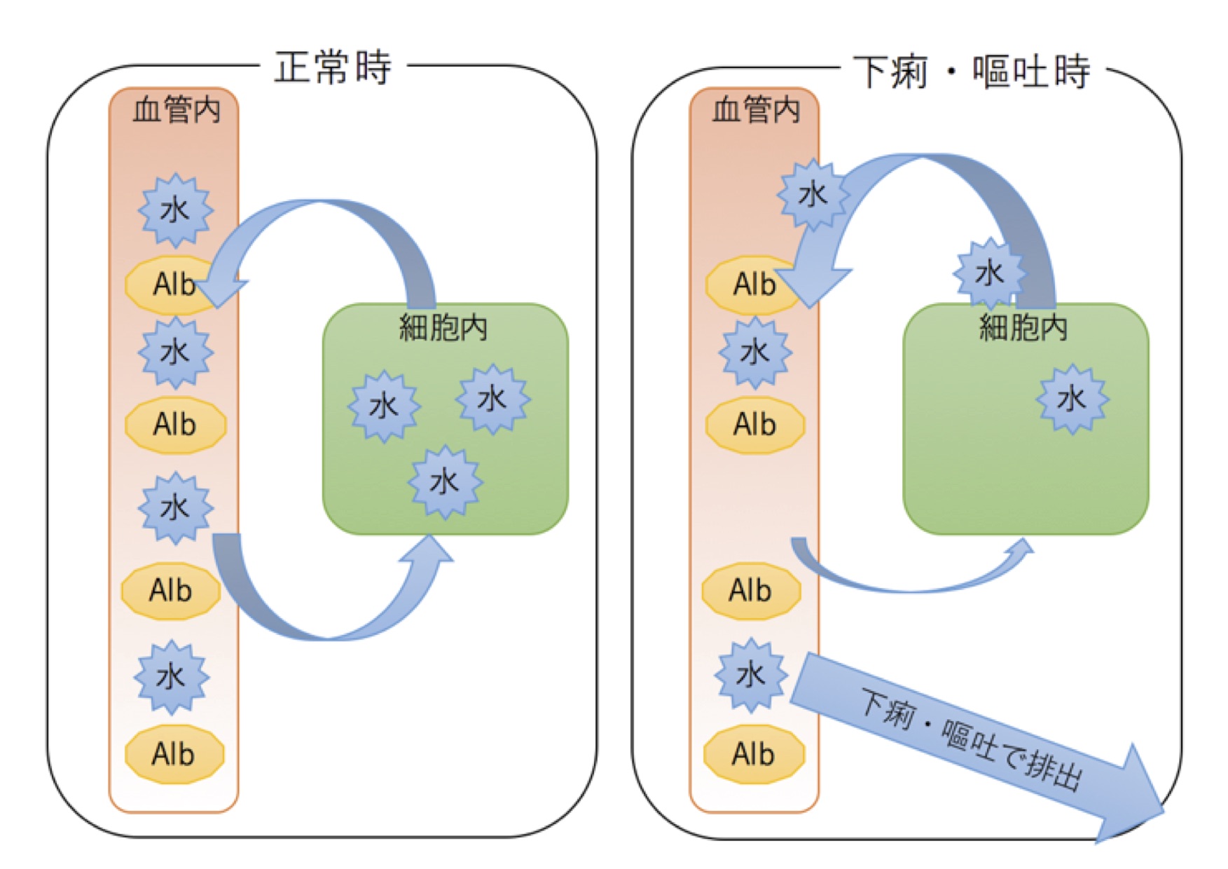 糖尿病の症状出現を生理学的に理解する