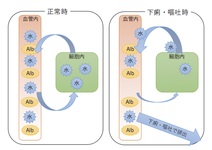 糖尿病の症状出現を生理学的に理解する