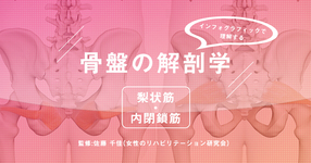 骨盤の解剖学 - 梨状筋・内閉鎖筋 -【インフォグラフィックで理解する】