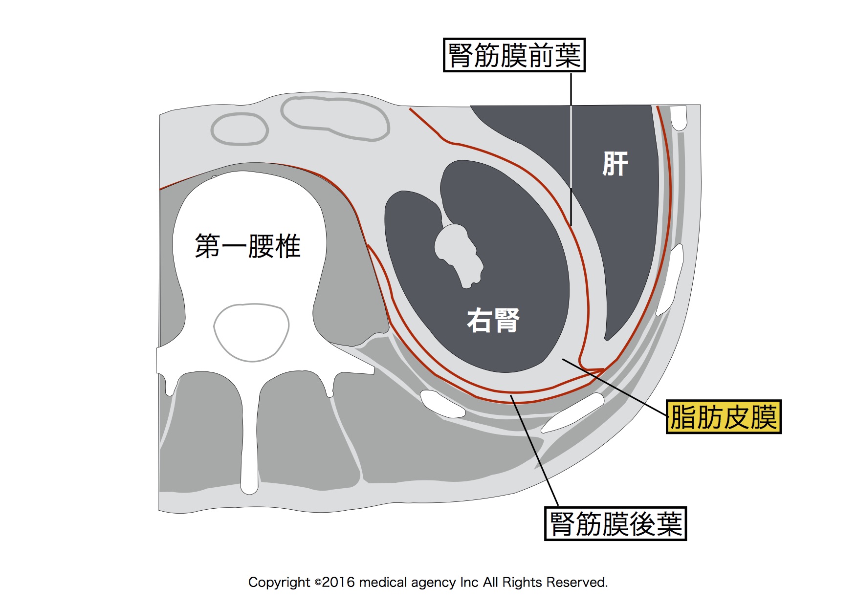 腎臓の痛みはどこに出る？