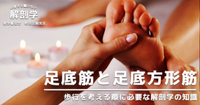 足底筋〜歩行を考える際に必要な解剖学の知識〜