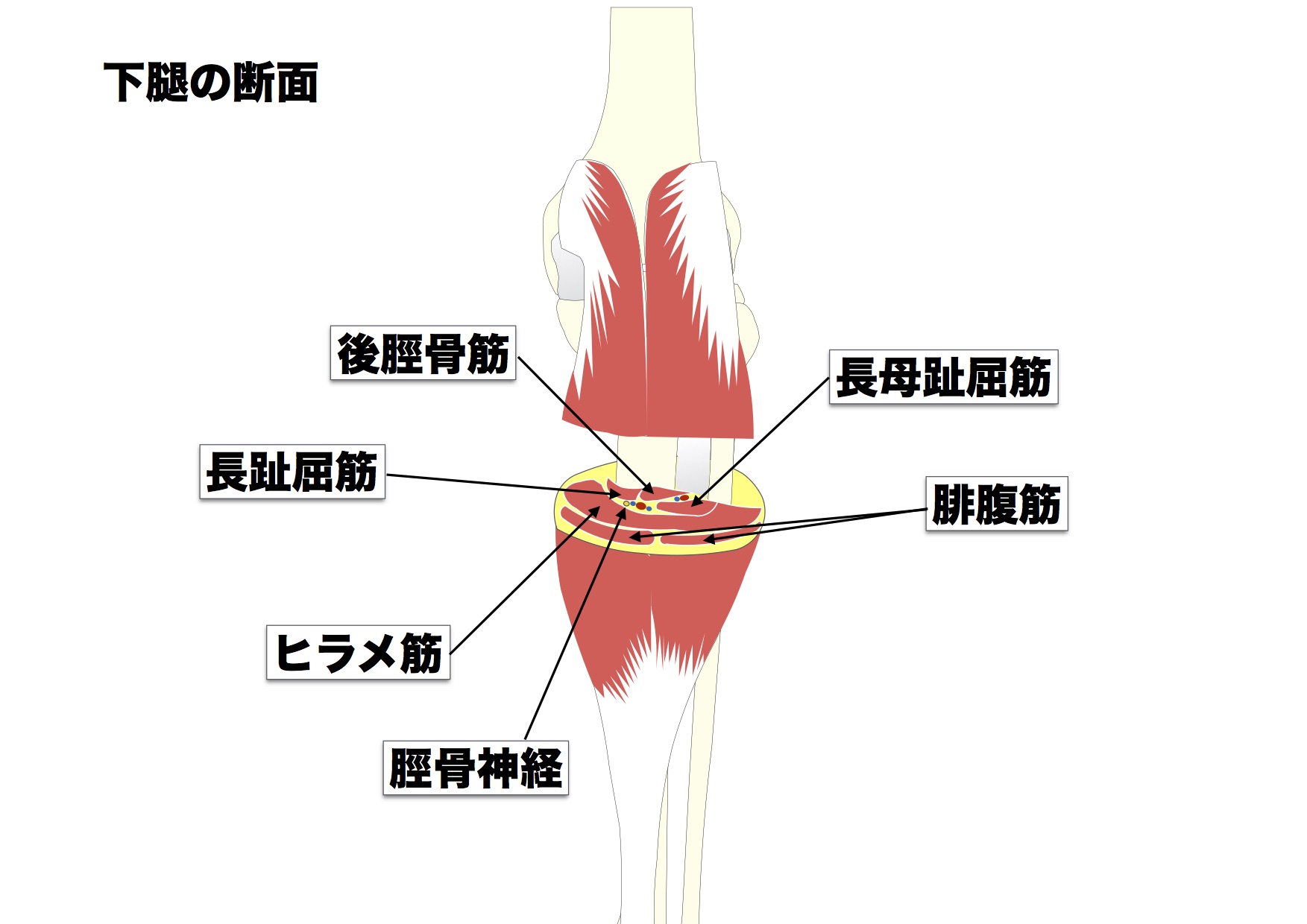 腓腹筋はこんな筋肉。意外と知らない腓腹筋を図で理解しよう。