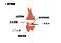 腓腹筋はこんな筋肉。意外と知らない腓腹筋を図で理解しよう。