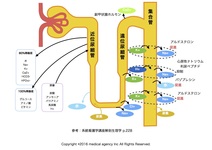 腎臓リハビリテーションを行う上で必要な生理学的知識