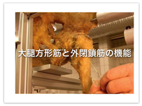 【論文】大腿方形筋と外閉鎖筋の機能
