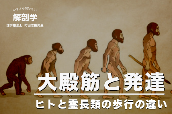 大殿筋と発達【ヒトと霊長類の歩行の違い】