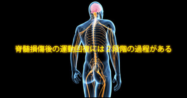 【脊損後リハのパラダイムシフトか？】脊髄損傷後の運動回復には２段階の過程がある