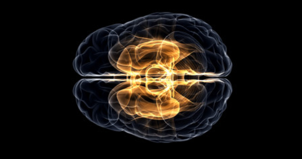 「安静時fMRI」は本当に有効？血液の流れとニューロンの関連性