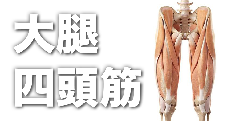 大腿四頭筋の起始・停止、支配神経からストレッチ、トレーニング