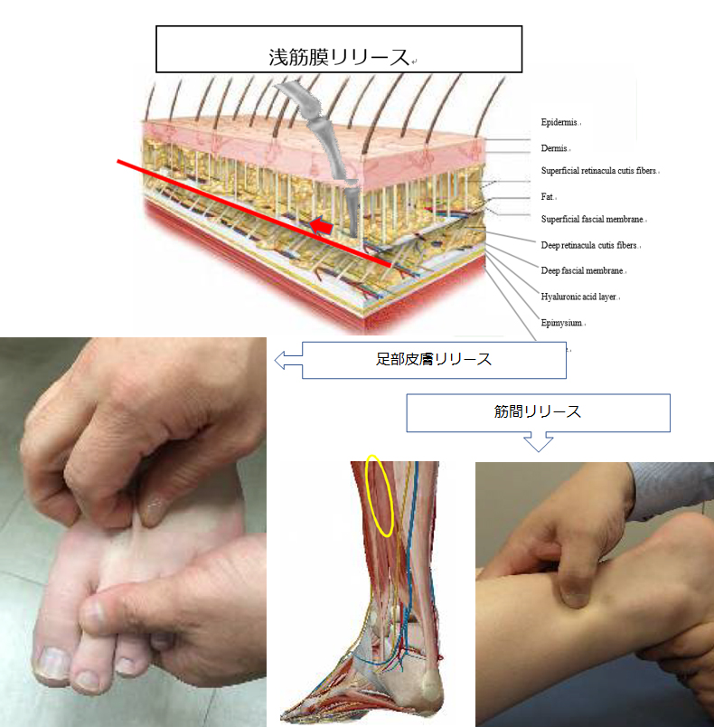 徒手療法で変えるのは痛みだけではない！！！