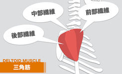 三角筋の起始・停止と筋トレ、ストレッチをわかりやすく解説【線維別】