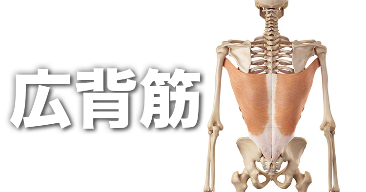 広背筋の起始・停止・作用から筋トレ、ストレッチをわかりやすく解説【イラスト】
