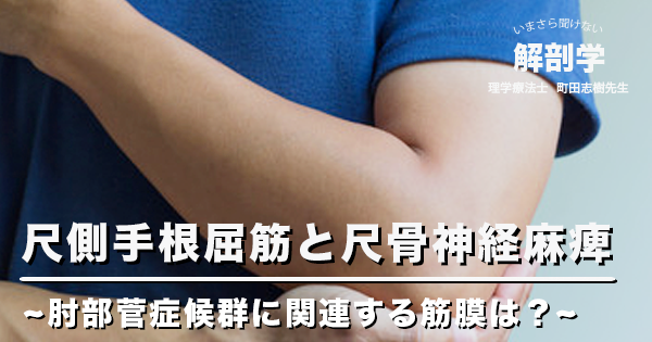 尺側手根屈筋と尺骨神経麻痺 ~ 肘部菅症候群に関連する筋膜は？ ~