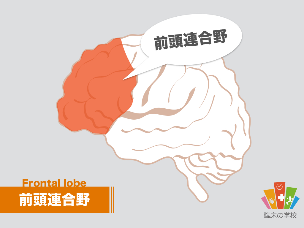 【苦手な脳を再勉強】前頭連合野をイラストで復習しよう!