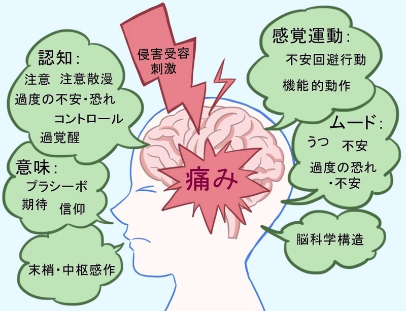 ユウタの腰の痛みの原因は、Nociceptive pain？ 【慢性痛クリニカルリーズニング】