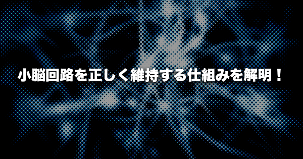 小脳回路を正しく維持する仕組みを解明｜理化学研究所
