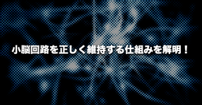 小脳回路を正しく維持する仕組みを解明｜理化学研究所