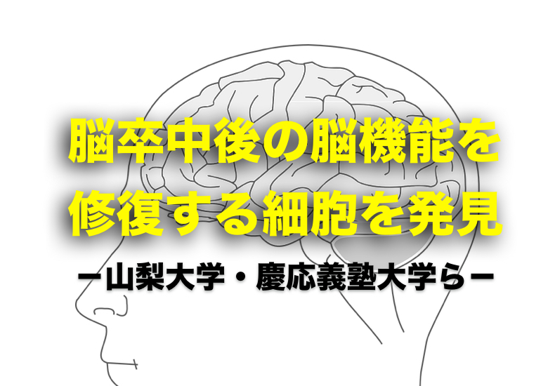 脳卒中後の脳機能を修復する細胞を発見｜山梨大学ら