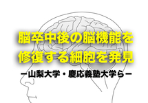 脳卒中後の脳機能を修復する細胞を発見｜山梨大学ら
