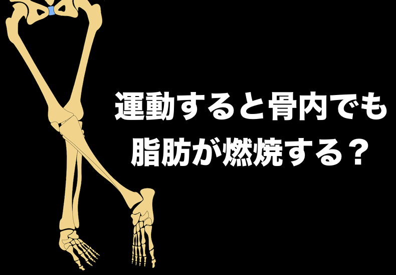 運動すると骨内でも脂肪が燃焼する？