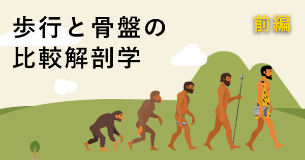 【サルからヒトへ】歩行と骨盤の比較解剖学 ~前編~