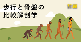 【サルからヒトへ】歩行と骨盤の比較解剖学 ~前編~