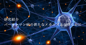研究紹介｜パーキンソン病の新たなメカニズムが明らかに 