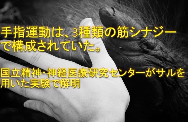 運動失調のリハビリが変わる。｜身体の制御とシナジー(共同作用)の関連性を解明
