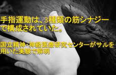 運動失調のリハビリが変わる。｜身体の制御とシナジー(共同作用)の関連性を解明