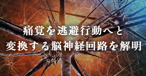 痛覚を逃避行動へと変換する脳神経回路を解明｜東大