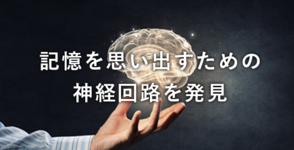 記憶を思い出すための神経回路を発見 ~海馬の二つの局所回路と記憶の書き込みと想起~