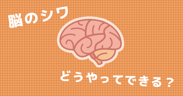 大脳皮質の表面に見られる「シワ」を作るために重要な神経細胞が解明