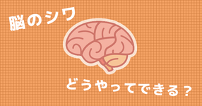 大脳皮質の表面に見られる「シワ」を作るために重要な神経細胞が解明