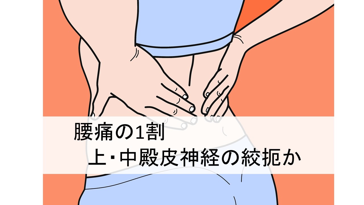 腰痛の1割は、上・中殿皮神経の絞扼の可能性がある