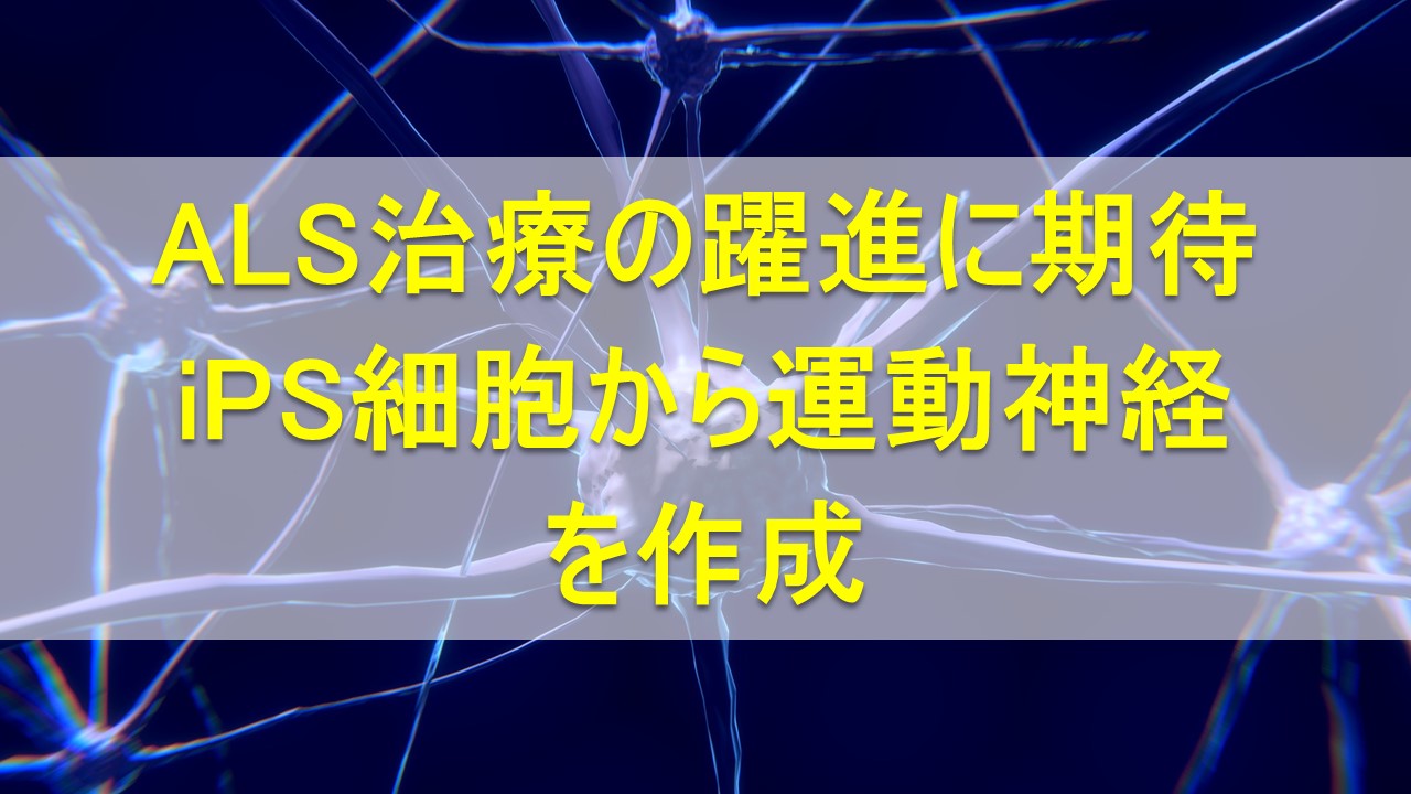 運動神経の束をiPS細胞から作成｜ALS治療の躍進に期待 