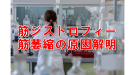 筋萎縮が起きる原因を解明｜筋ジストロフィー治療に希望の光