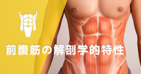 前腹筋の解剖学的特性 ~腹直筋・錐体筋~ ｜文京学院大学 教授 山﨑敦先生