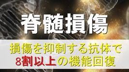 脊髄損傷に対し、損傷を抑制する抗体で8割以上の機能が回復