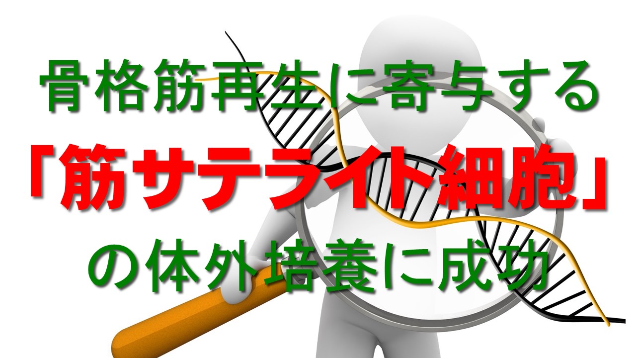 「筋サテライト細胞」の培養に成功｜筋ジスなどの治療法確立に期待