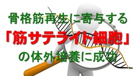 「筋サテライト細胞」の培養に成功｜筋ジスなどの治療法確立に期待