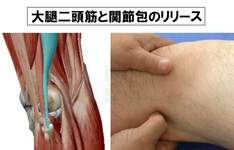 筋、軟部組織、そして関節包を指先で見る