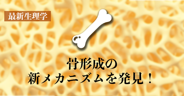 【骨形成の新メカニズムを発見】軟骨細胞の破裂が骨形成の場を作る！　