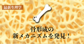 【骨形成の新メカニズムを発見】軟骨細胞の破裂が骨形成の場を作る！　