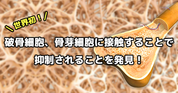 【世界初】破骨細胞、骨芽細胞に接触することで抑制されることを発見！