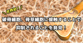 【世界初】破骨細胞、骨芽細胞に接触することで抑制されることを発見！