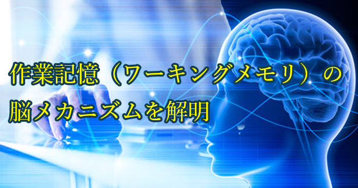 【最新研究】作業記憶（ワーキングメモリ）の脳メカニズムを解明